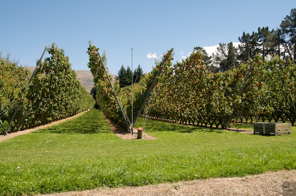 New Zealand 09 10  176